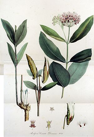 Archivo:Asclepias cornuti — Flora Batava — Volume v13