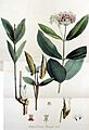 Asclepias cornuti — Flora Batava — Volume v13