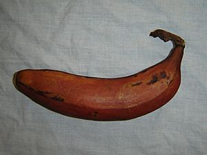 Archivo:Banane Rose - 2