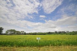 Bolivia rice5 (4371517818).jpg