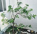 Bursera linanoe tree