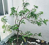 Bursera linanoe tree.jpg