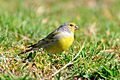 Carduelis citrinella -Plateau de Beille, Ariege, Midi-Pyrenee, France-8 (2)