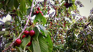 Archivo:Cherry trees in Tehran.