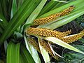 CollospermumHastatum