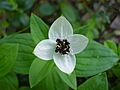 Cornus suesica