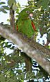 Cuban Parakeet (Aratinga euops) -in tree-6-4c