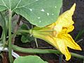 Cucurbita argyrosperma "calabaza rayada o cordobesa" (Florensa) flor masculina M01 antesis vista lateral pétalos desenrollándose orientación cáliz sépalos pedúnculo pecíolo hoja