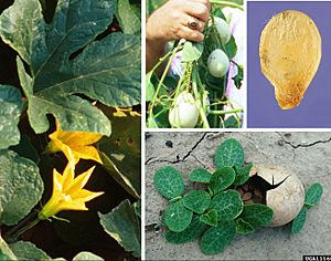 Archivo:Cucurbita texana compose