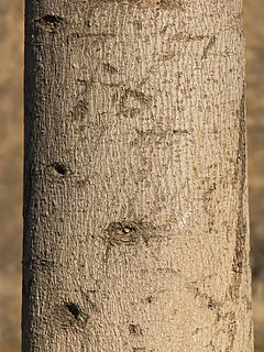 Archivo:Currajong bark detail