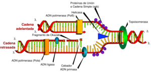Archivo:DNA replication es