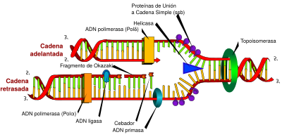 Archivo:DNA replication es