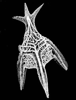 Archivo:DW-Radiolaria