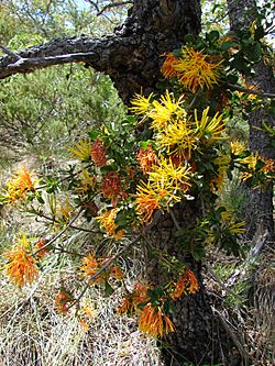 Desmaria mutabilis por Pato Novoa - 001.jpg