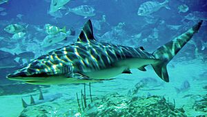 Archivo:Dusky shark seaworld