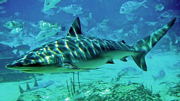 Archivo:Dusky shark seaworld