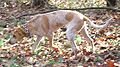 English Coonhound