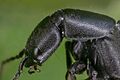 Escarabajo errante (Ocypus olens), Hartelholz, Múnich, Alemania, 2020-06-28, DD 495-511 FS