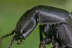 Escarabajo errante (Ocypus olens), Hartelholz, Múnich, Alemania, 2020-06-28, DD 495-511 FS