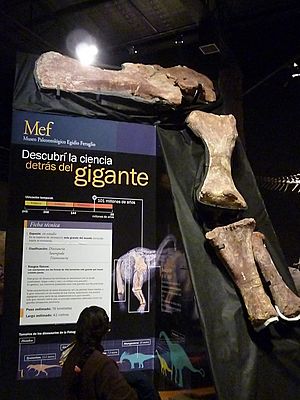 Archivo:Fósiles del titanosauria del Chubut en el Museo Egidio Feruglio de Trelew 07