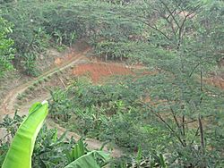 Farmland in Barrio La Torre, Lares, Puerto Rico.jpg