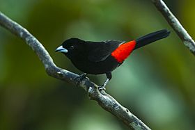 Flame-rumped Tanager - Colombia S4E8786 (22621894474).jpg