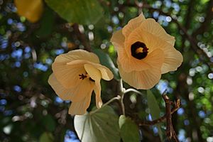 Archivo:Fleur de pūrau (hibiscus tiliaceus)