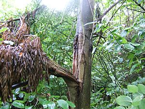 Archivo:Fraxinus angustifolia broken trunk
