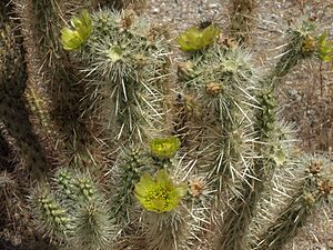 Archivo:Gander cholla, Cylindropuntia ganderi (16054353632)