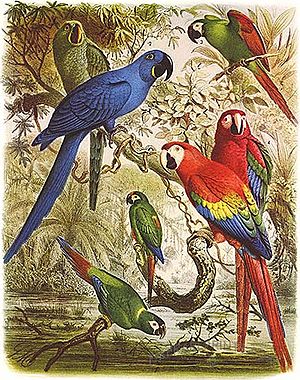 Archivo:Glaucous Macaw