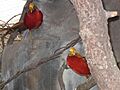 Golden Pheasants65
