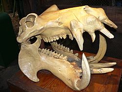 Archivo:Hippo skull