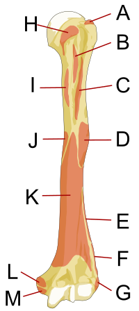 Archivo:Human left humerus - anterior view - muscles