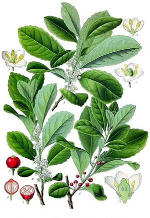 Archivo:Ilex paraguariensis - Köhler–s Medizinal-Pflanzen-074
