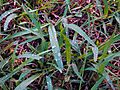 Johnsongrass