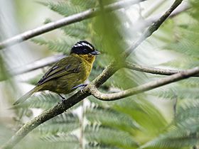 Kleinothraupis atropileus - Black-capped Hemispingus (cropped).jpg