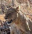 León (Panthera leo), parque nacional Kruger, Sudáfrica, 2018-07-25, DD 25