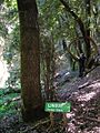 Lingue Parque Coyanmahuida