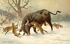 Archivo:Long horned european wild ox