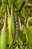 Archivo:Monarch Butterfly Danaus plexippus Vertical Caterpillar 2000px