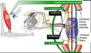 Archivo:Muscle spindle model