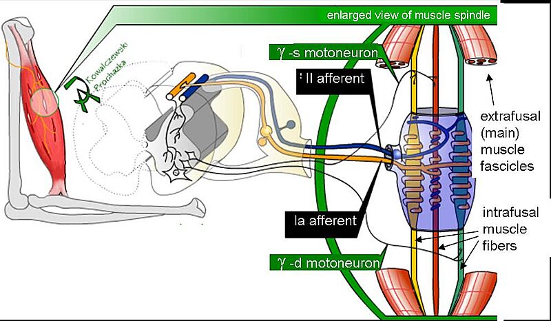Muscle spindle model