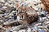 Ocelot.jpg