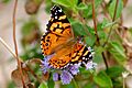 Painted Lady (32780566383)