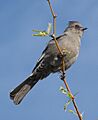 Phainopepla nitens F