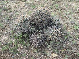 Pima Pineapple Cactus Cluster Sahuarita Arizona 2014.jpg