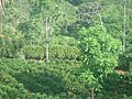 Plantación de café en Palmichal de Acosta. Costa Rica