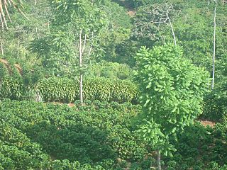Plantación de café en Palmichal de Acosta. Costa Rica.JPG