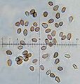 Psilocybe hoogshagenii 178329