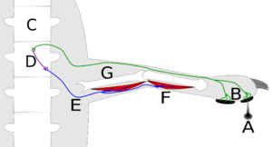 Archivo:Reflex Arc